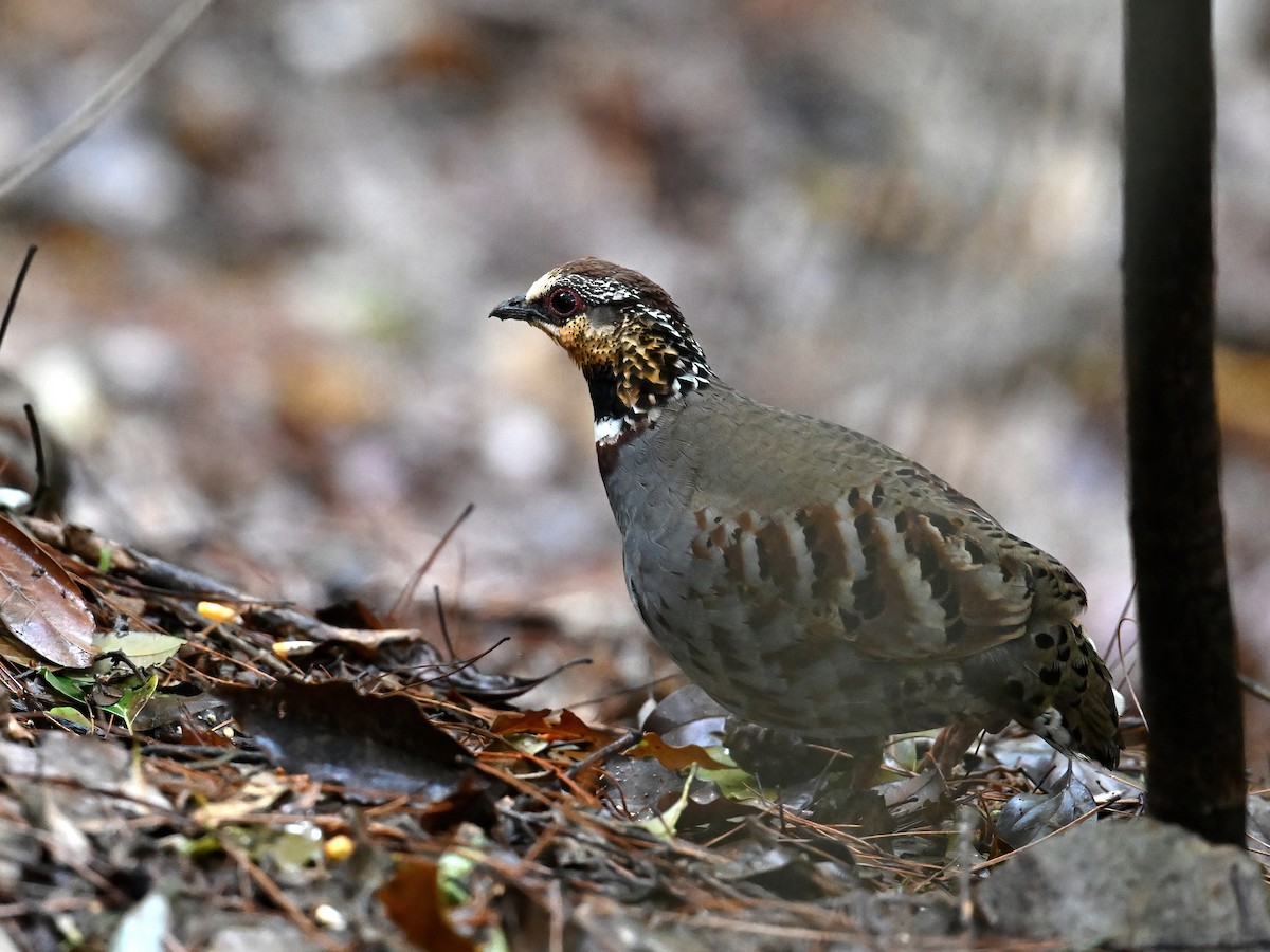 White-necklaced Partridge - ML632296082