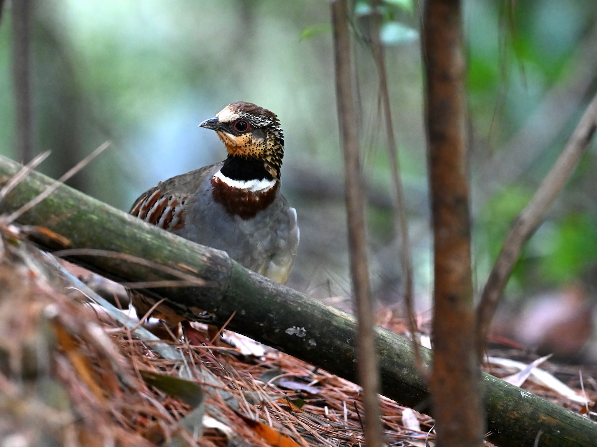 White-necklaced Partridge - ML632296083