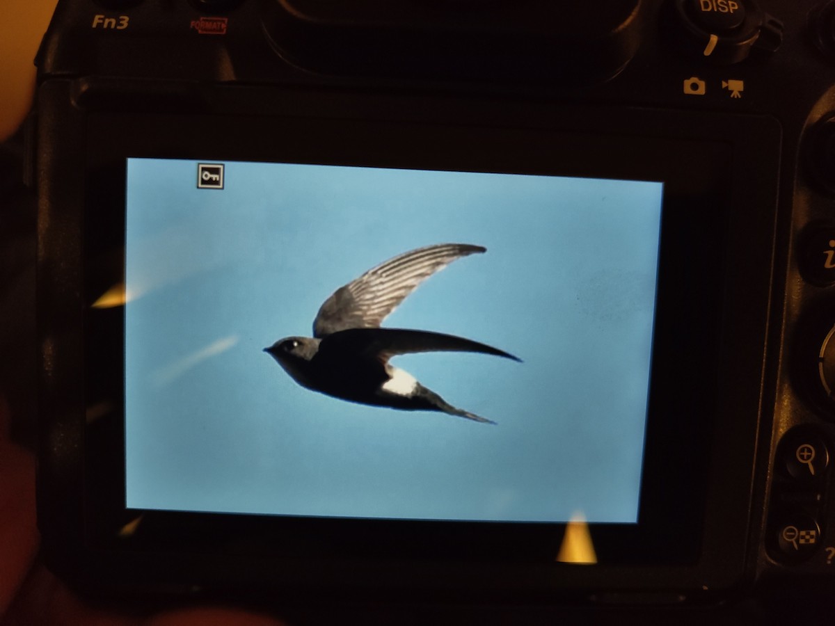 Blyth's Swift - ML632296223