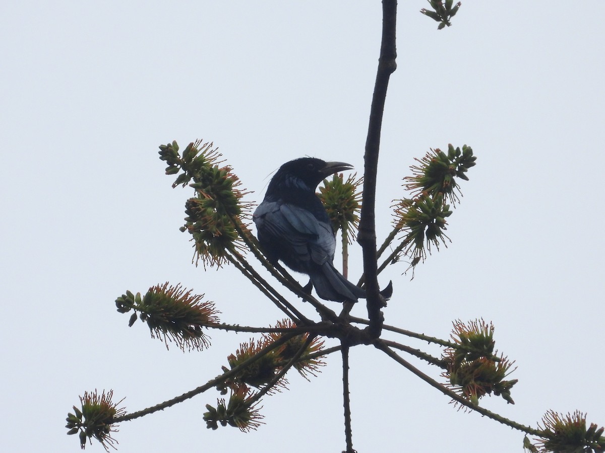 髮冠卷尾(hottentottus/brevirostris) - ML632296533