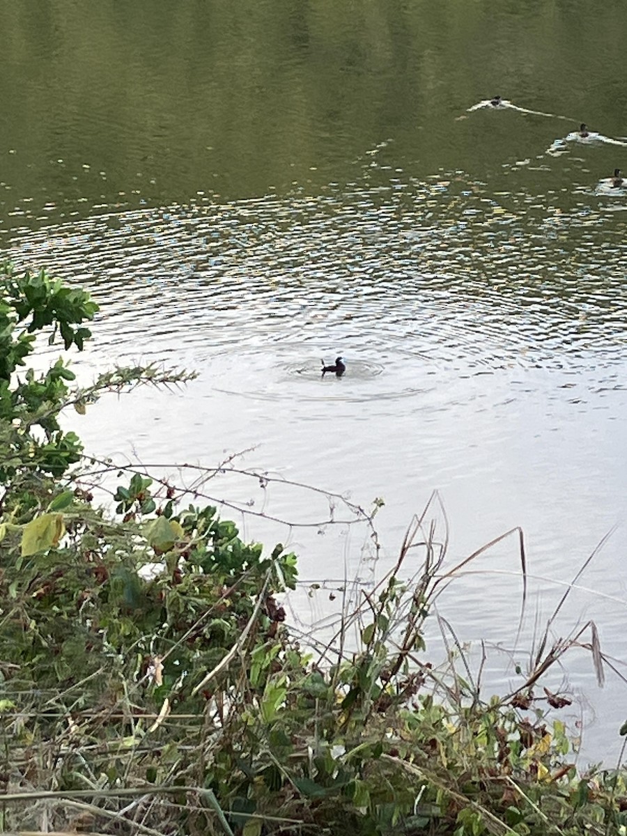 Ruddy Duck - ML632296783