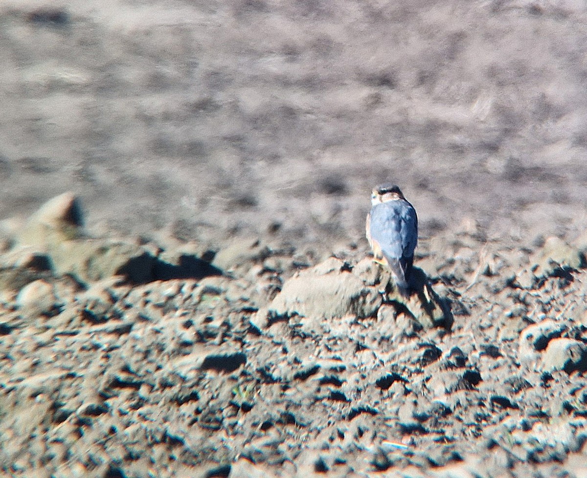 Merlin - ML632296868