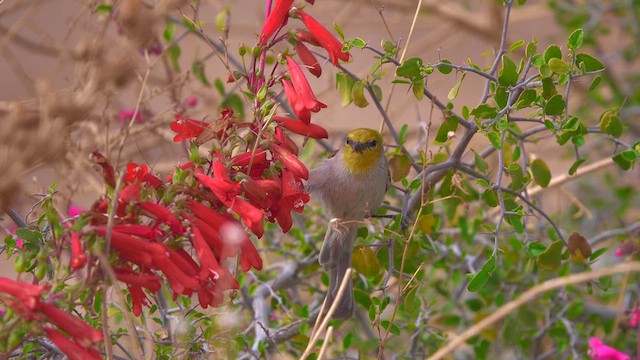 Verdin - ML632296946