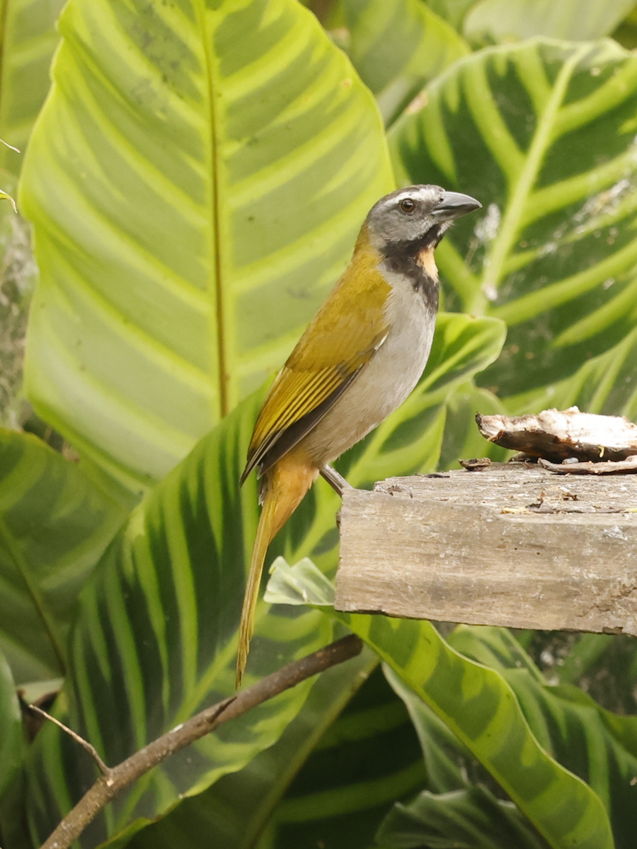 Saltator des grands-bois - ML632297001
