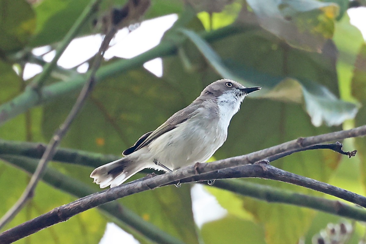 Plain Gerygone - ML632297230