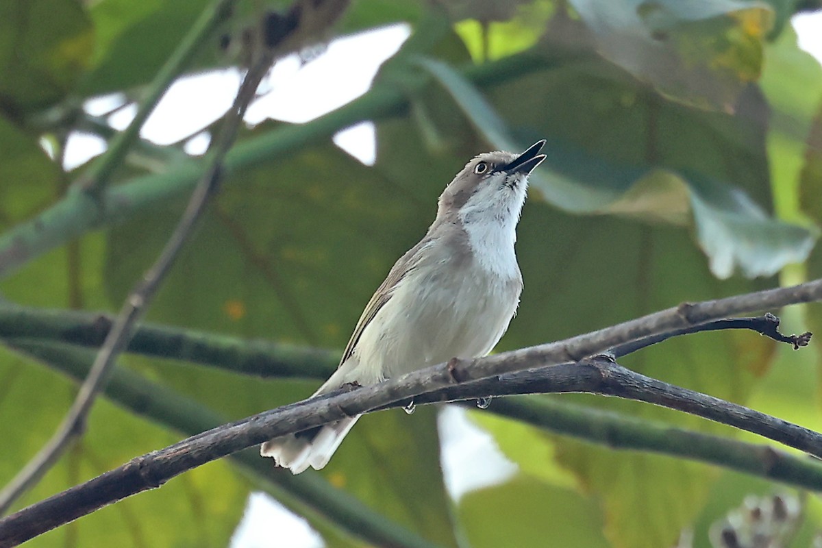 Plain Gerygone - ML632297231