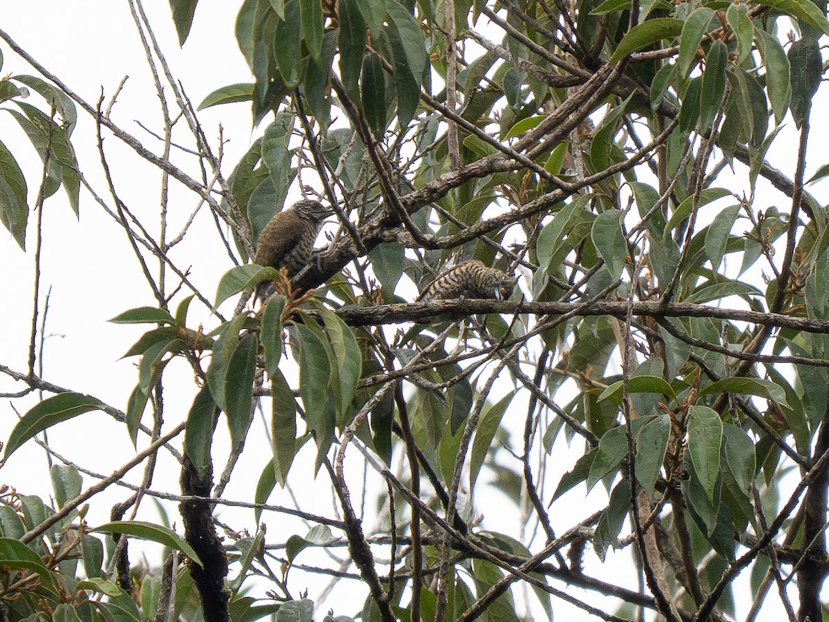 Lafresnaye's Piculet - ML632297243