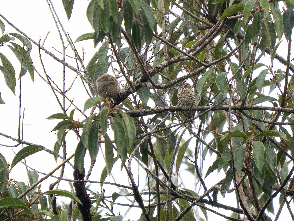 Lafresnaye's Piculet - ML632297244
