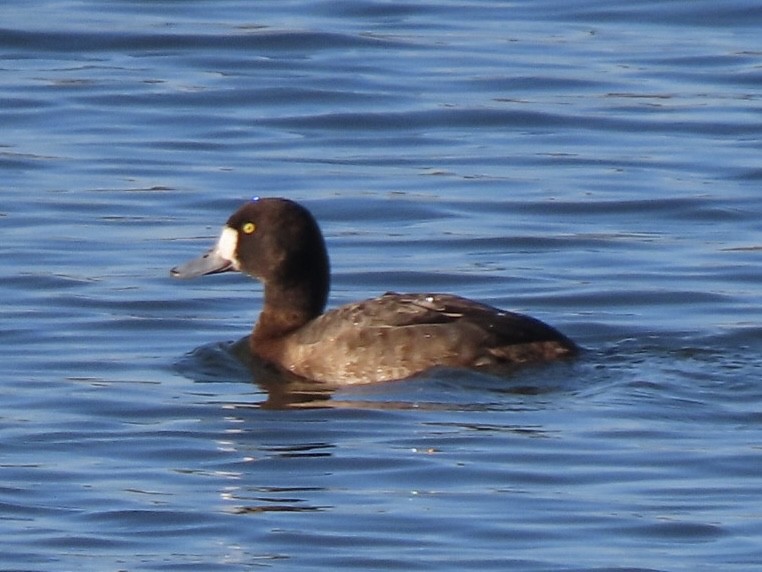 Porrón Bastardo - ML632297245