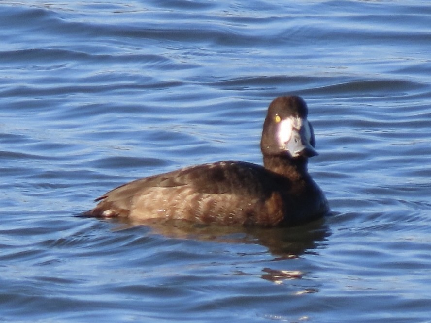 Porrón Bastardo - ML632297246