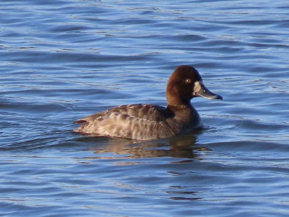 Porrón Bola - ML632297256