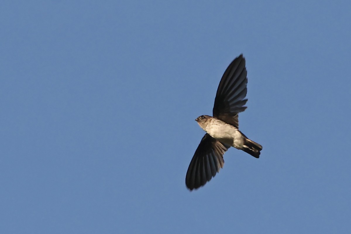 Drab Swiftlet - ML632297314