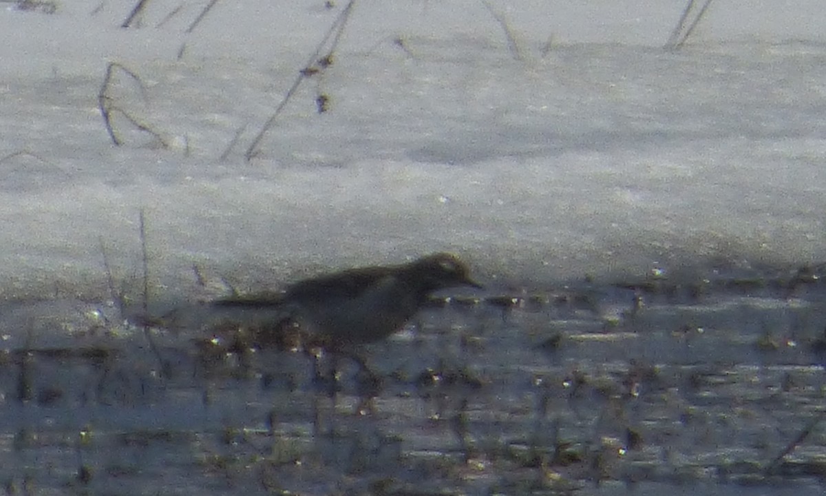 American Pipit - ML632297322
