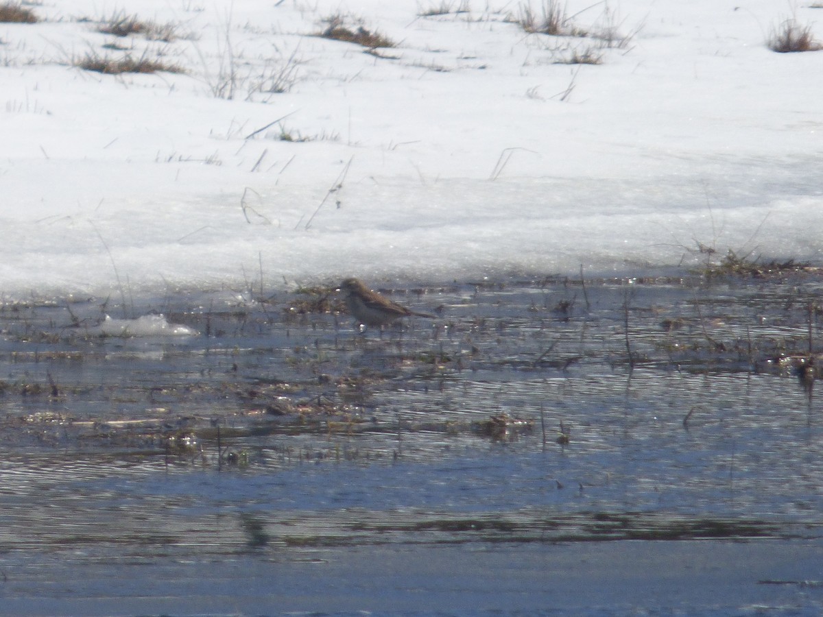 American Pipit - ML632297325