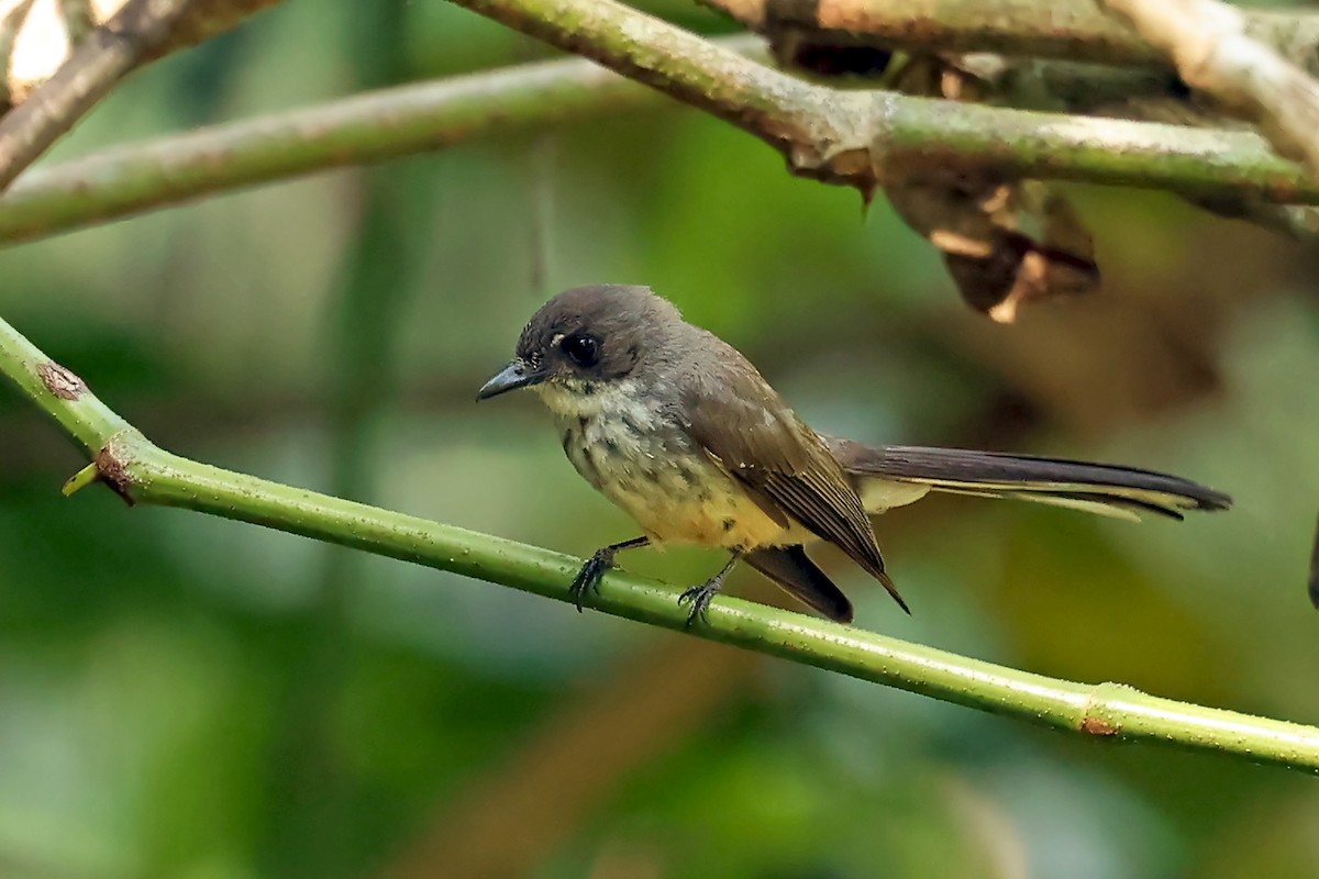 Northern Fantail (Timor) - ML632297363