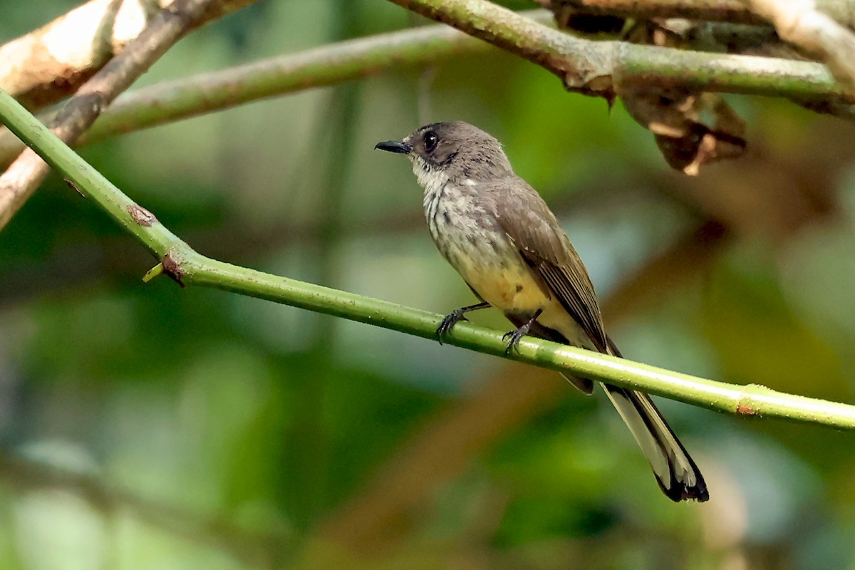 Northern Fantail (Timor) - ML632297364