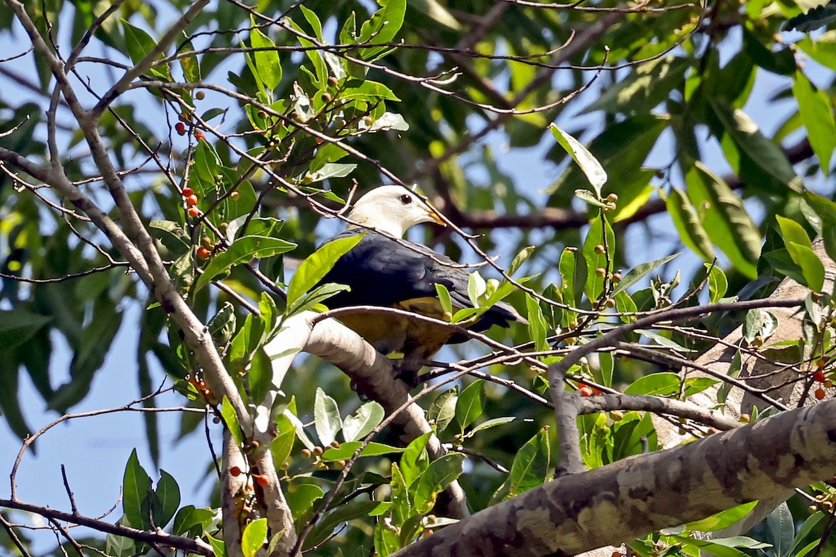 Black-backed Fruit-Dove - ML632297367