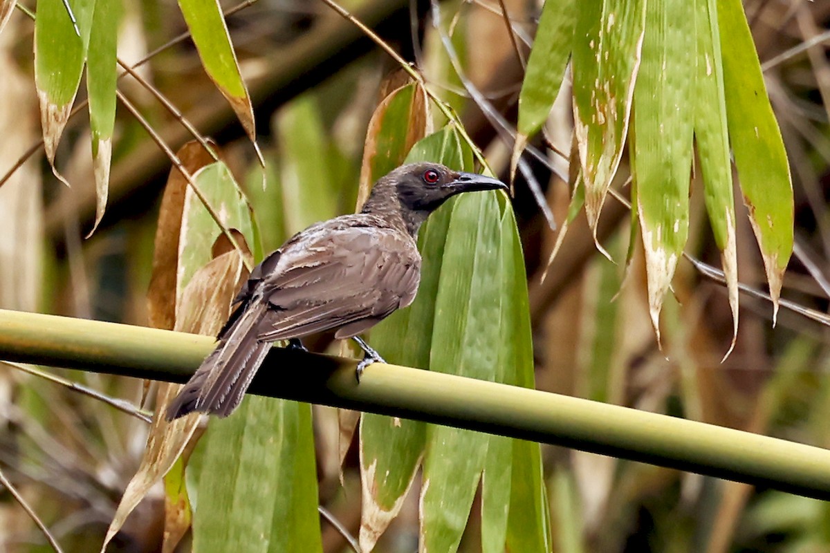 Wetar Oriole - ML632297384