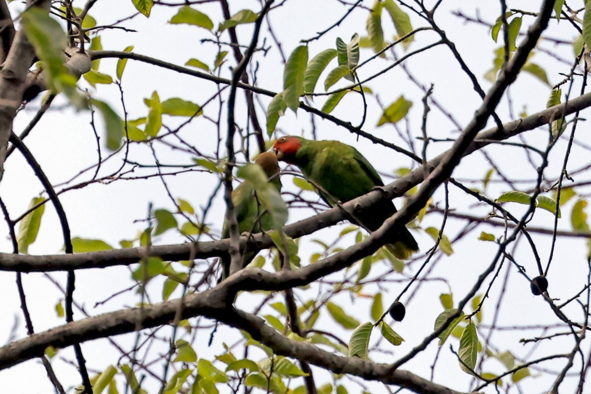 Red-cheeked Parrot - ML632297390