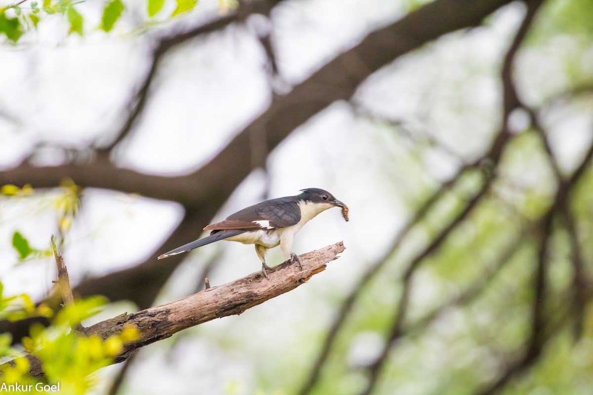 Pied Cuckoo - Ankur Goel