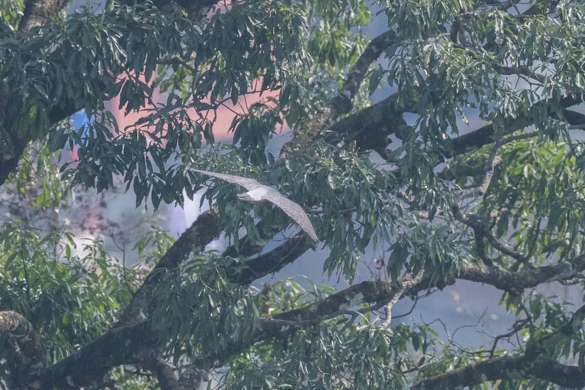 Peregrine Falcon - ML632297538