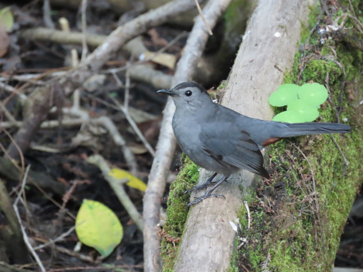 Gray Catbird - ML632297558