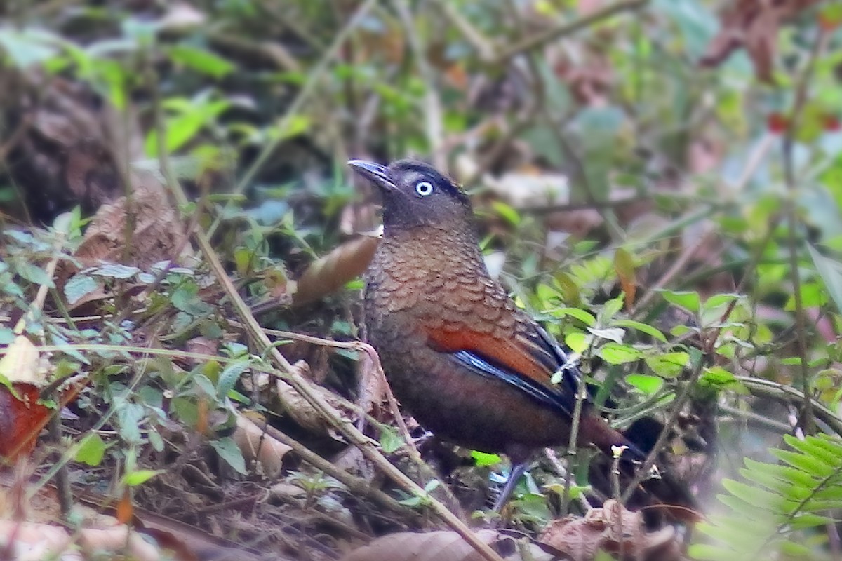 Blue-winged Laughingthrush - ML632297594