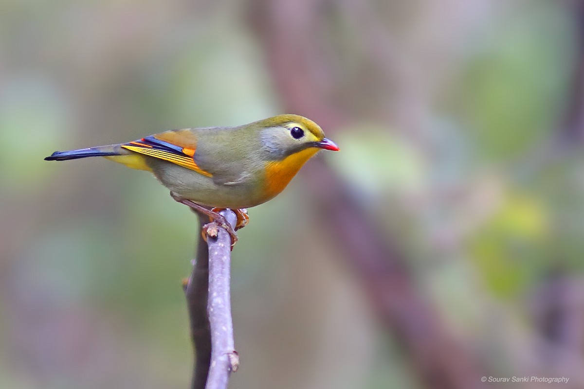 Red-billed Leiothrix - ML632297601