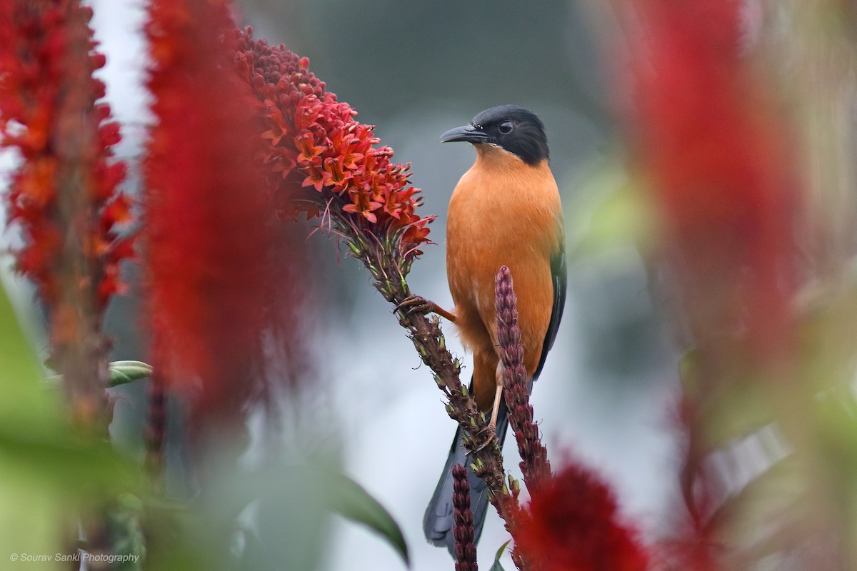 Rufous Sibia - ML632297604