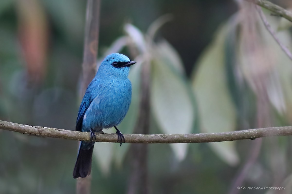 Verditer Flycatcher - ML632297608
