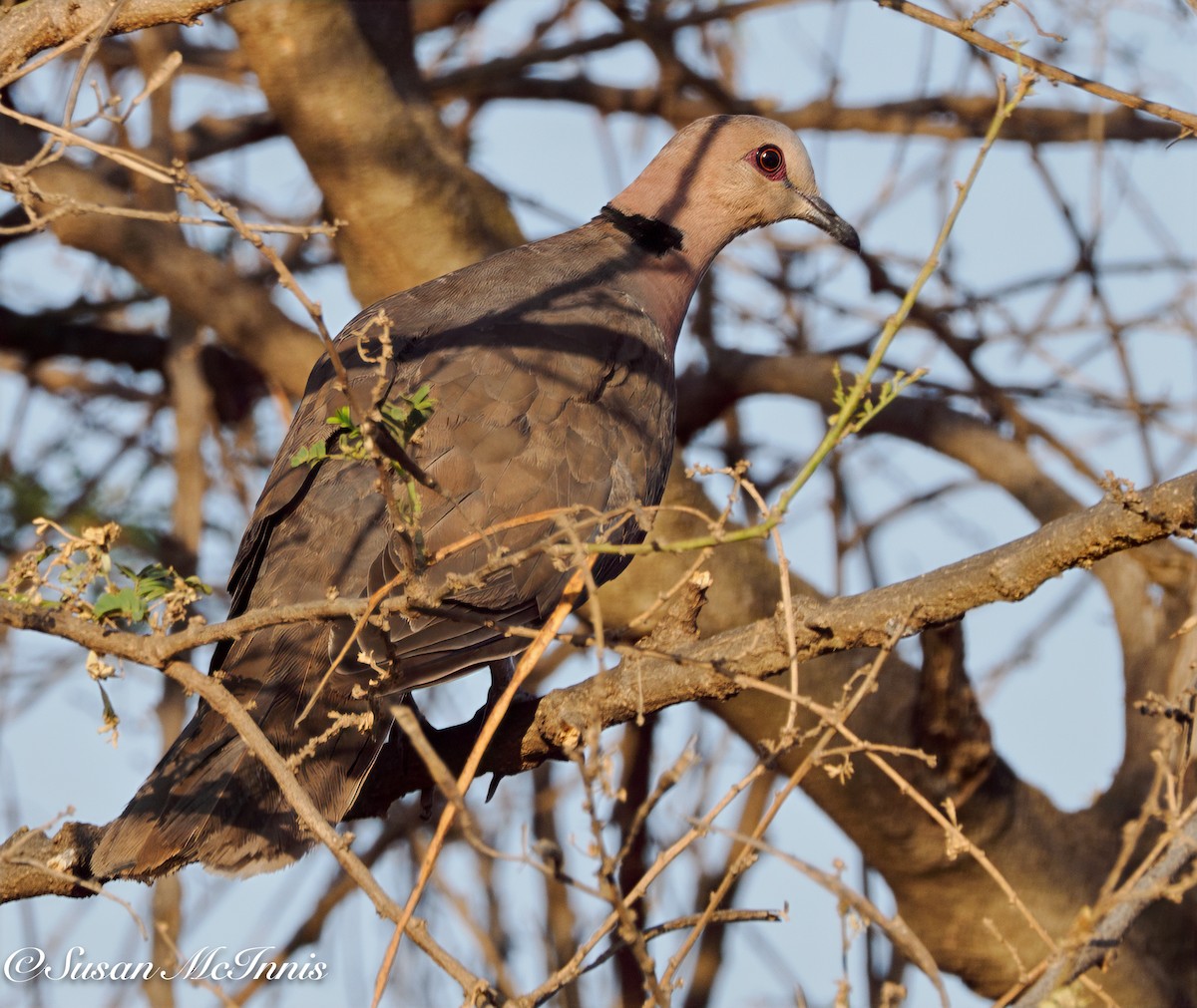 Red-eyed Dove - ML632297668