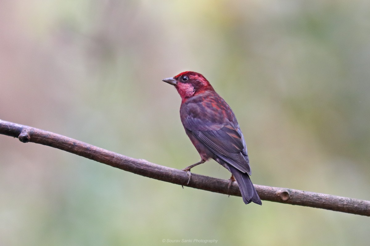 Dark-breasted Rosefinch - ML632297708