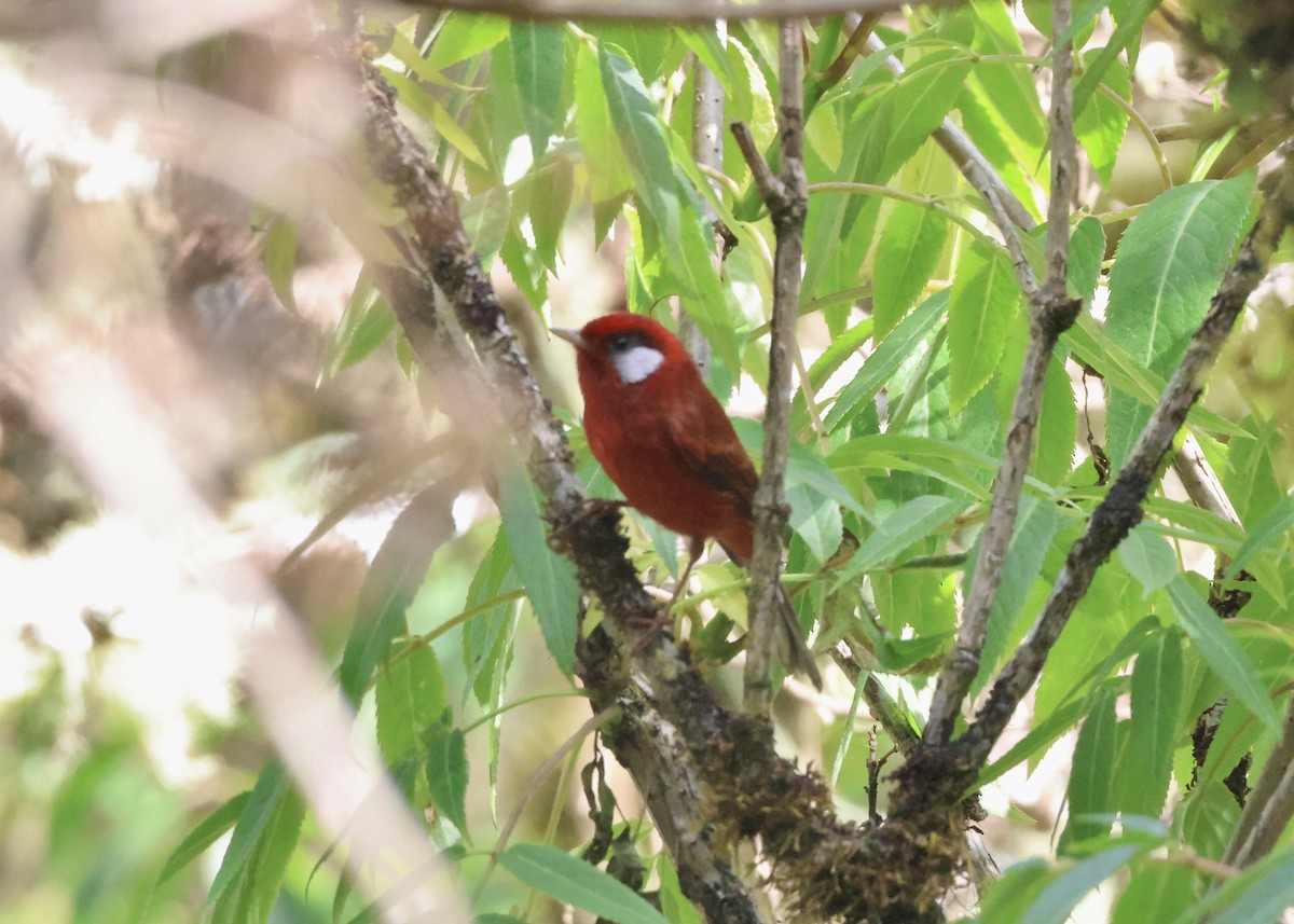 Paruline rouge (rubra/rowleyi) - ML632297938