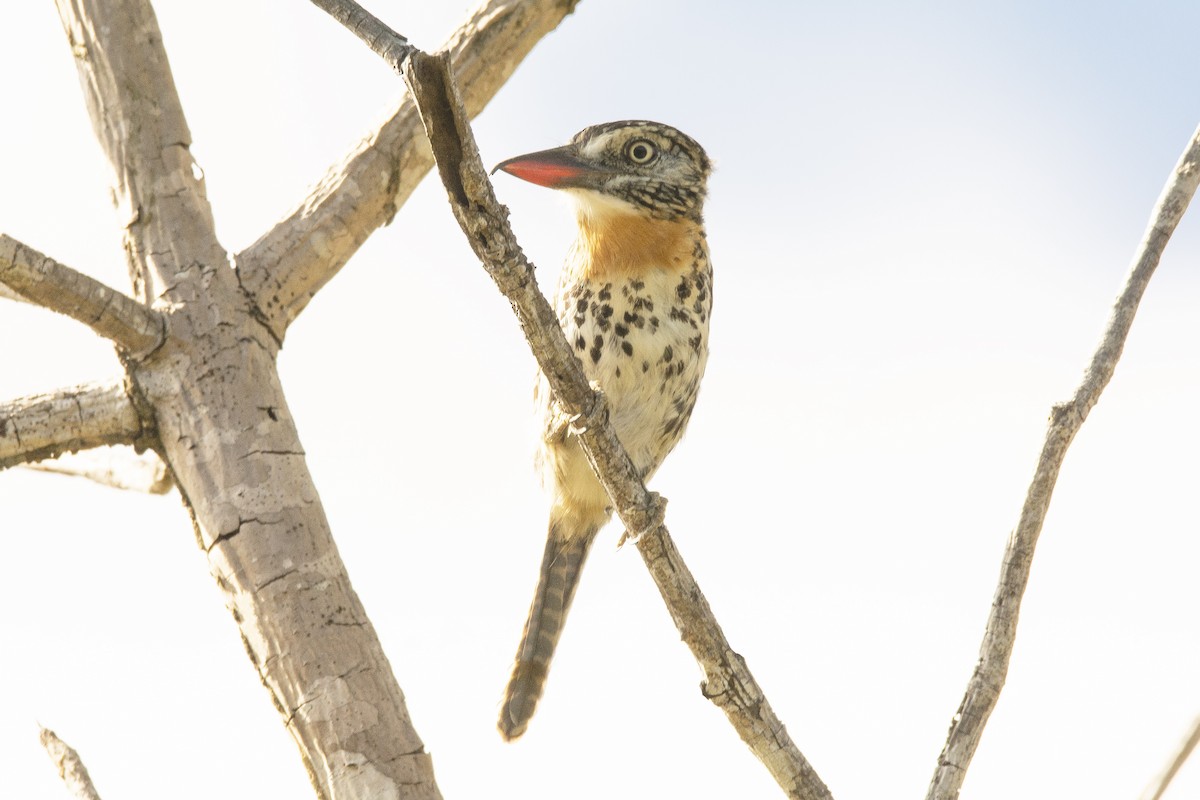 Spot-backed Puffbird - ML632297960