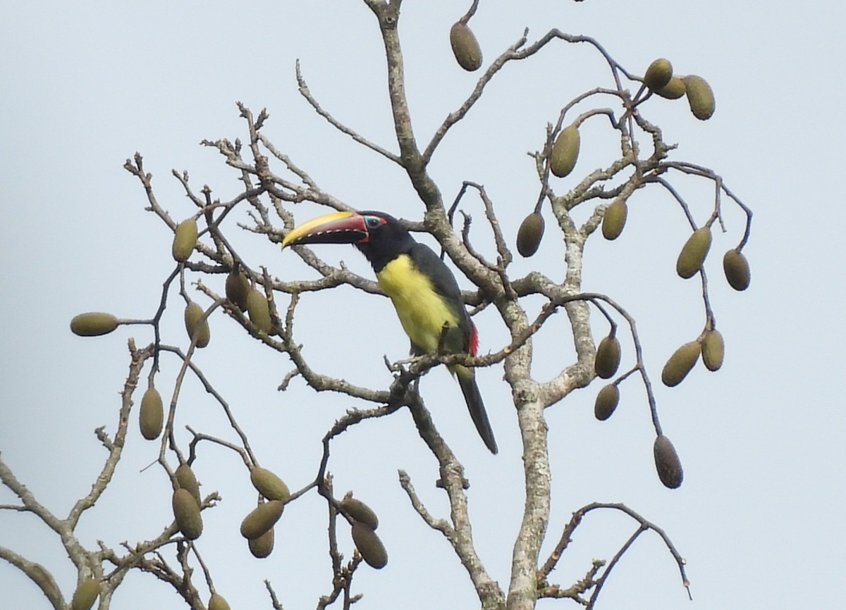 Green Aracari - ML632298020