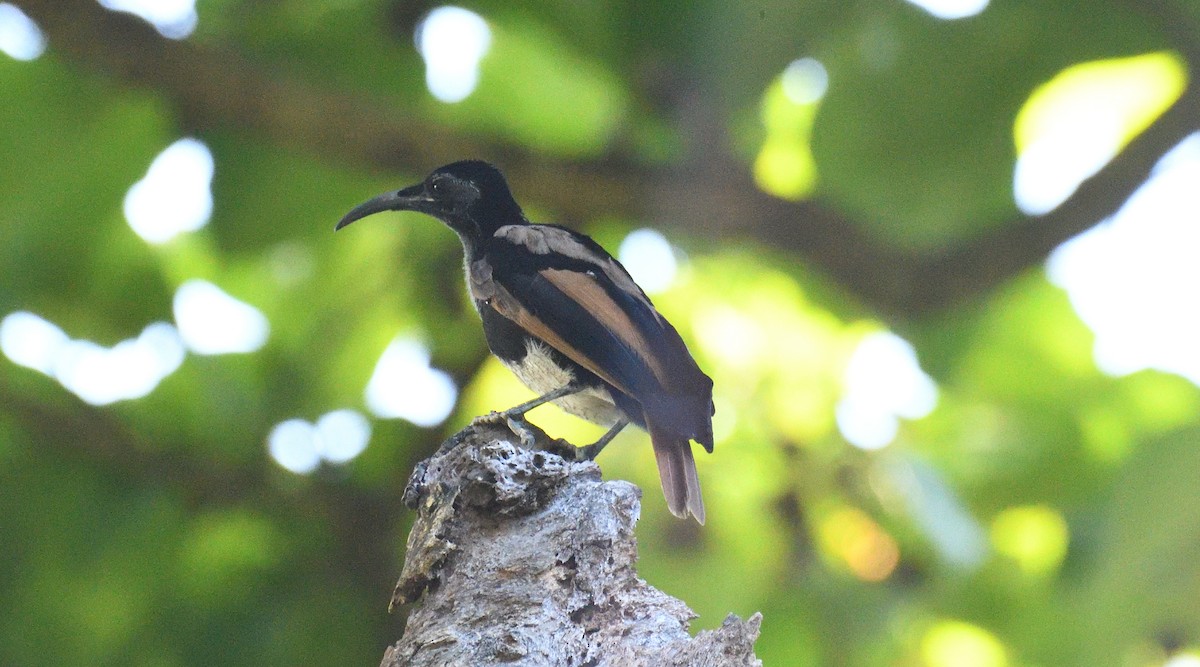 Magnificent Riflebird - ML632298038
