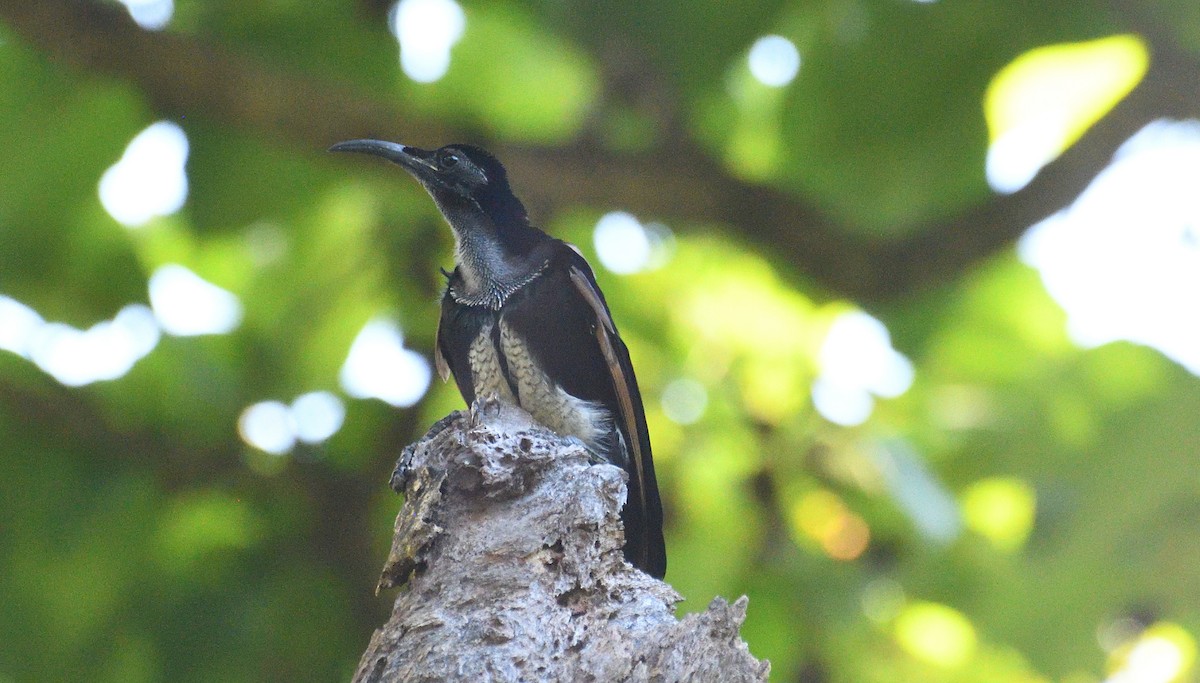 Magnificent Riflebird - ML632298039