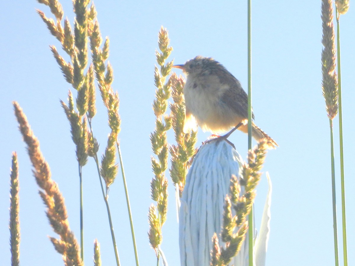 Grass Wren (Paramo) - ML632298078