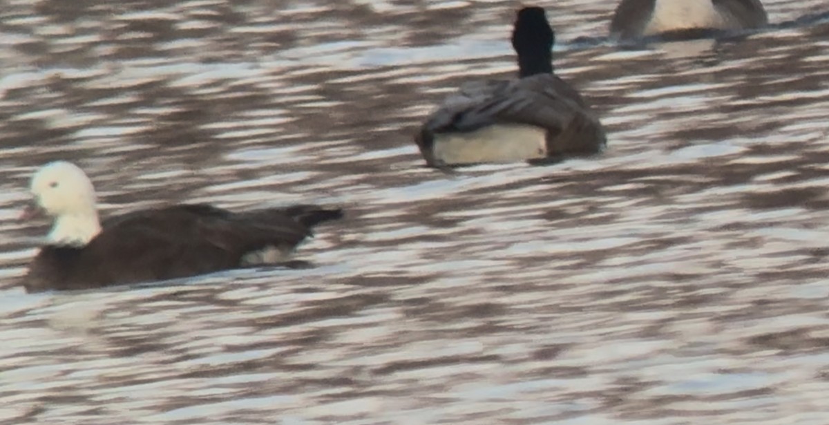 Snow x Canada Goose (hybrid) - ML632298090