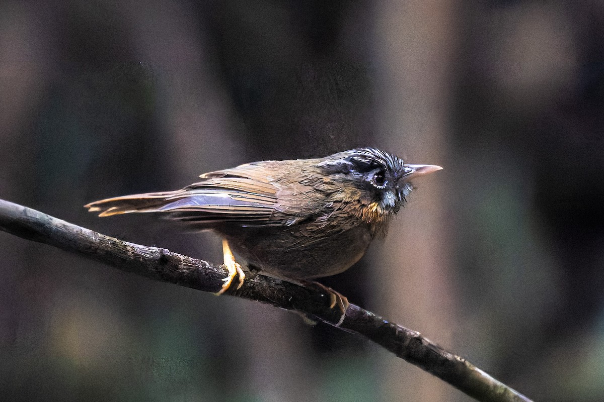 Gray-throated Babbler - ML632298133