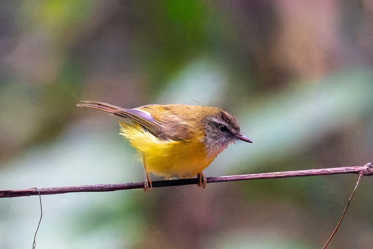 Yellow-bellied Warbler - ML632298137