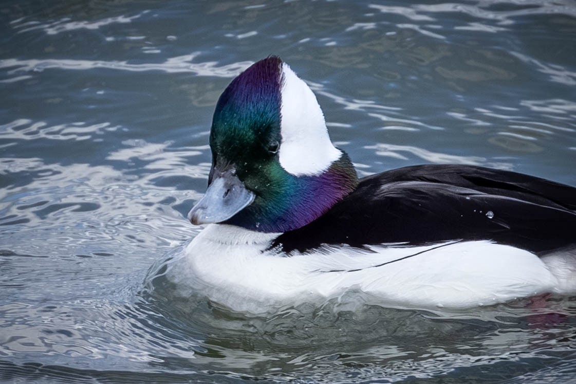 Bufflehead - ML632298150