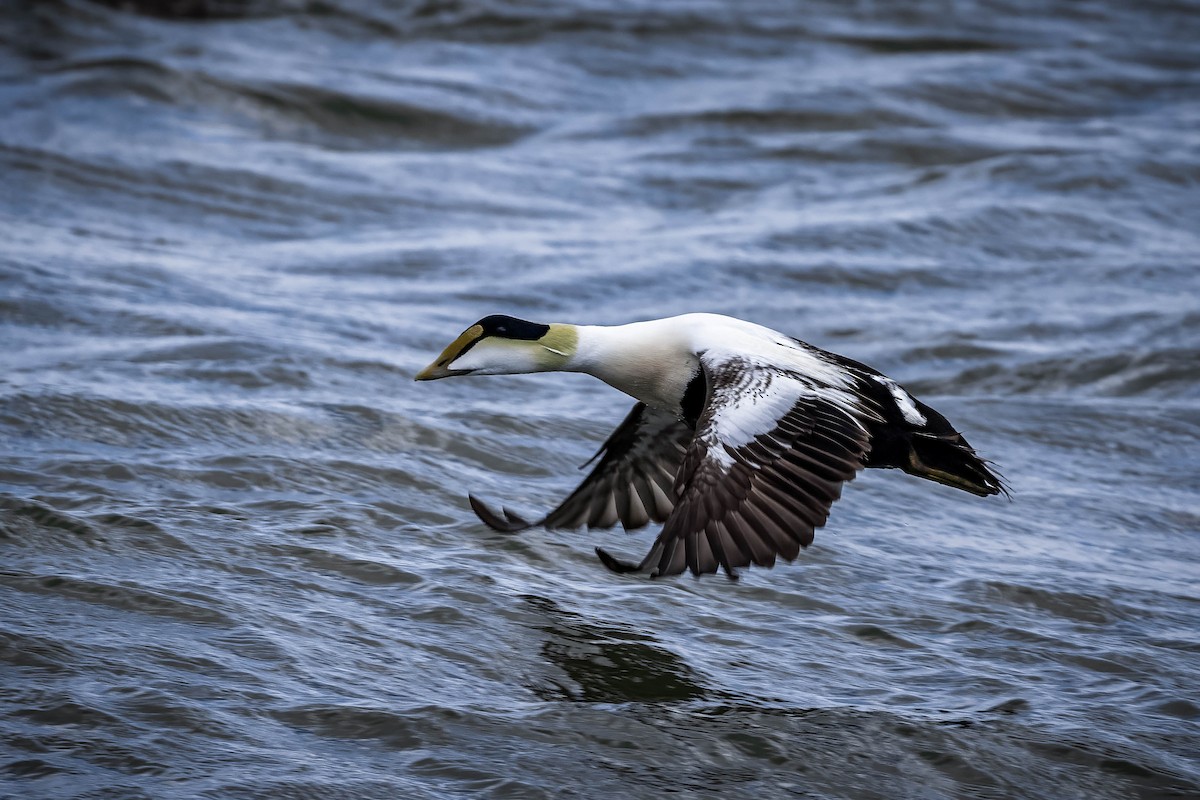 Common Eider - ML632298163