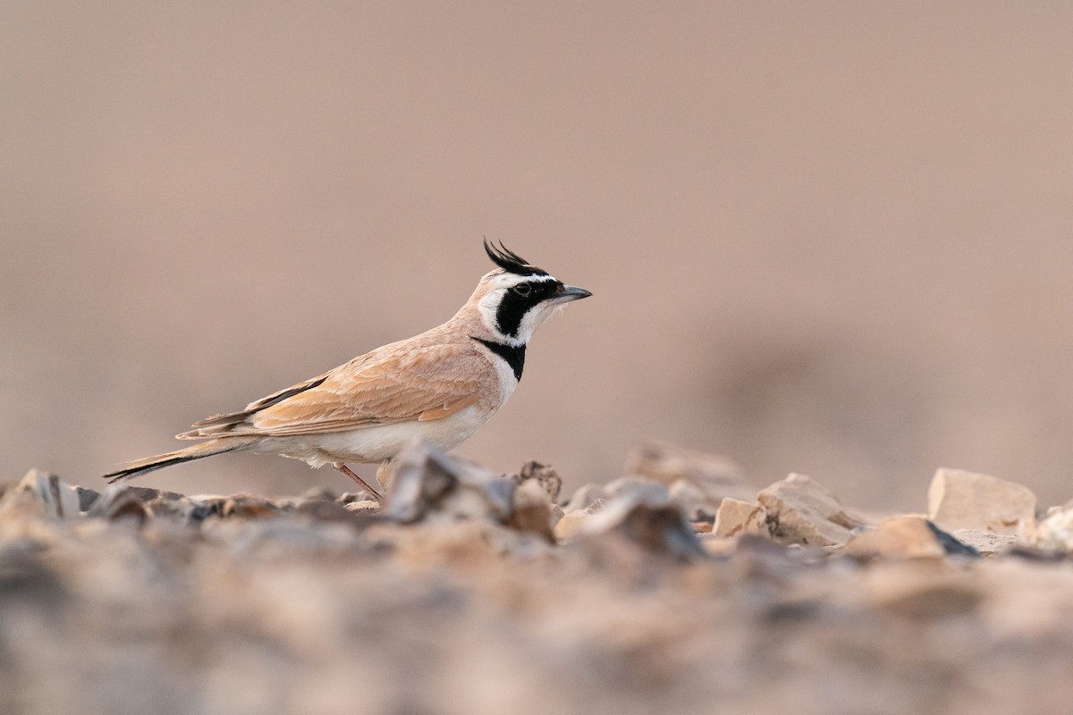 Temminck's Lark - ML632298228
