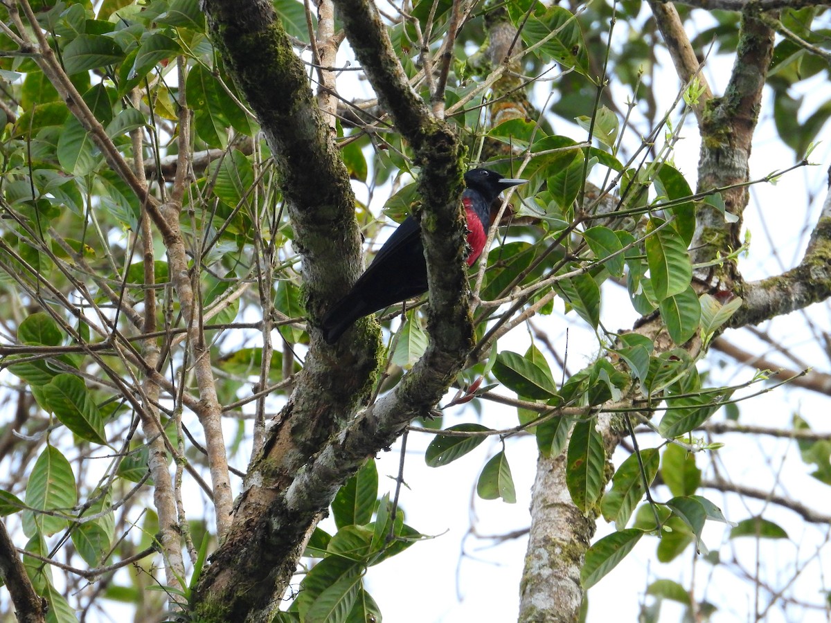 Black-and-crimson Oriole - ML632298354