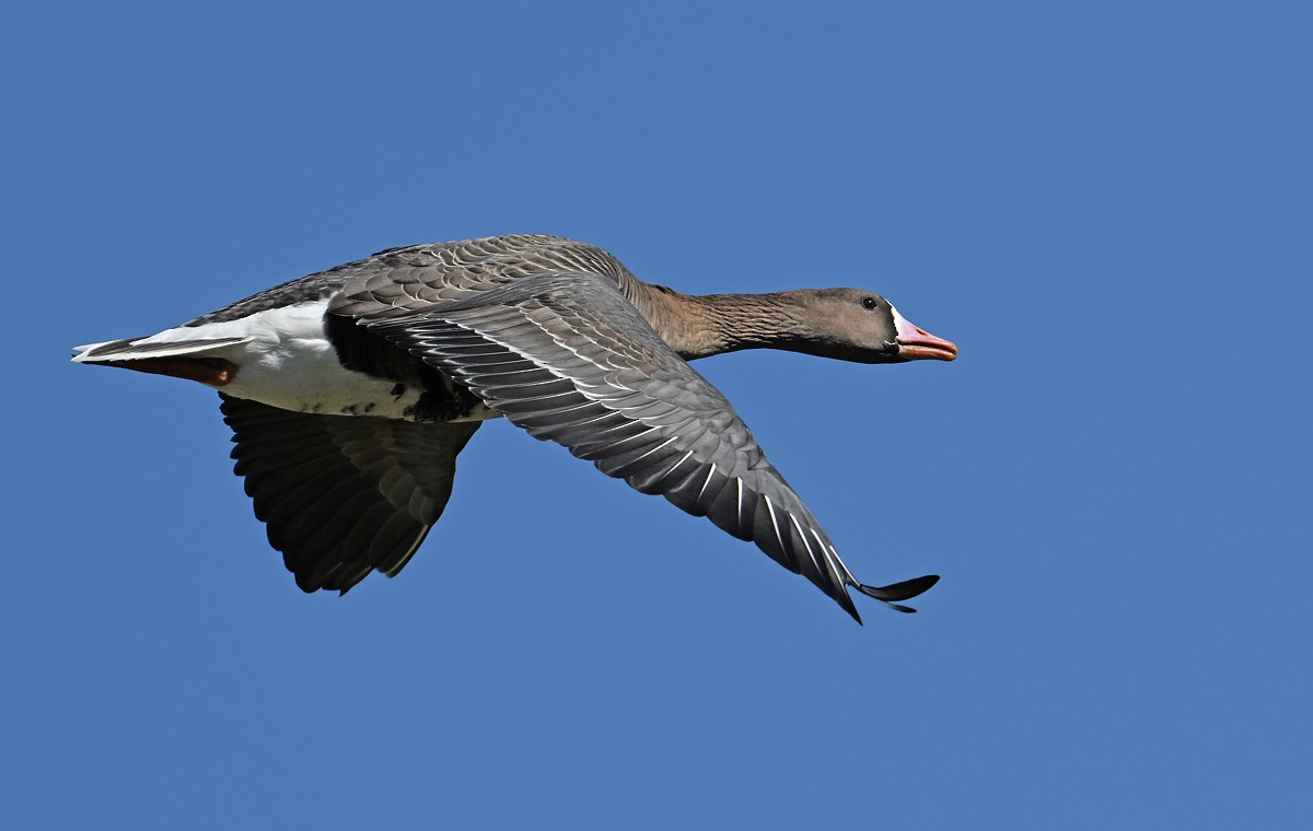 Greater White-fronted Goose - ML632298374