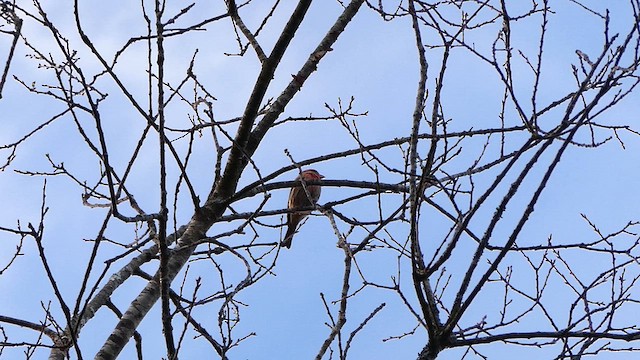 House Finch - ML632298385