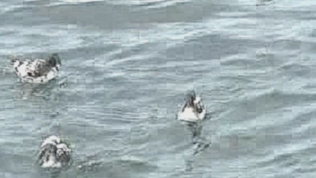 Kapsturmvogel - ML632298388