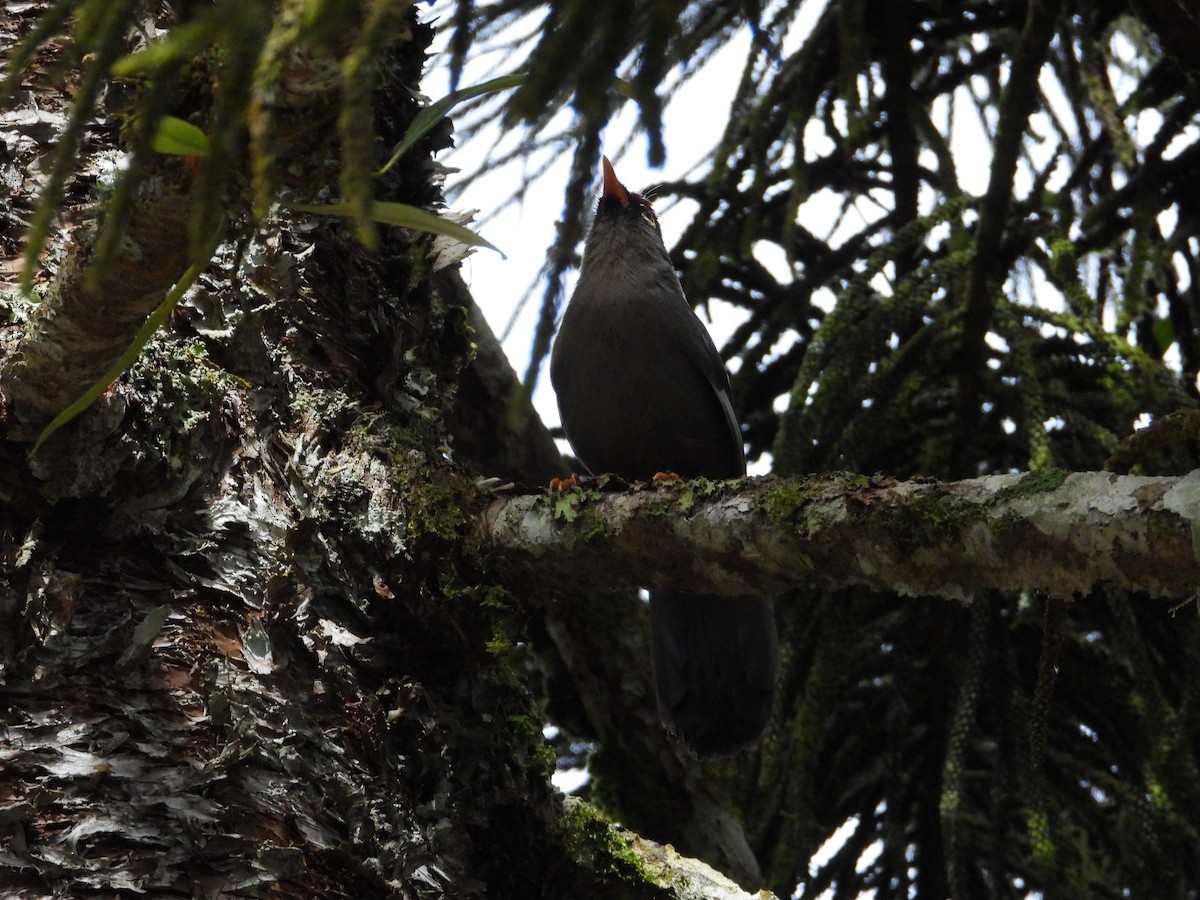 Chestnut-capped Laughingthrush - ML632298408