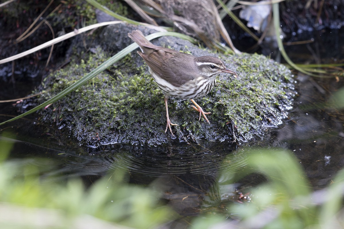 Louisiana Waterthrush - ML632298418